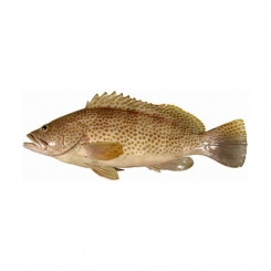ماهی هامور سفید تازه کیلویی