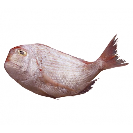 ماهی شانک کیلویی | جی شاپ