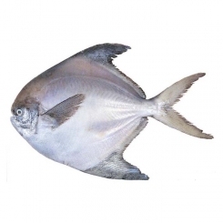 ماهی حلوا سیاه تازه کیلویی