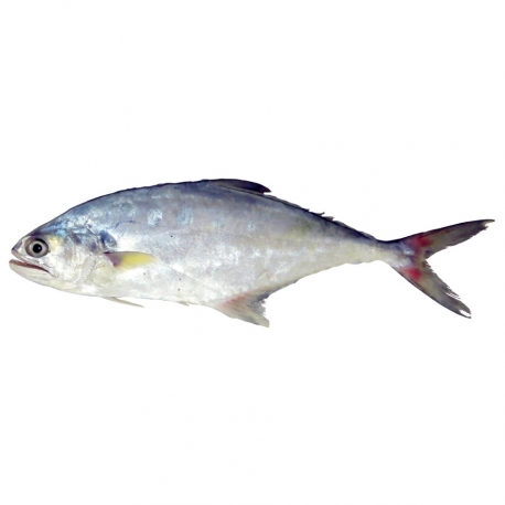 ماهی سارم تازه کیلویی | جی شاپ